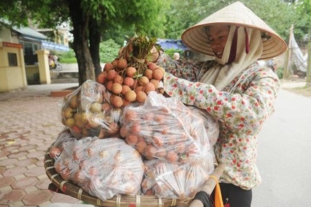 10.000 đồng/kg thì chưa phải vải thiều “xịn" - 1 Vải thiều 10.000 đồng/kg bán phổ biến ở Hà Nội