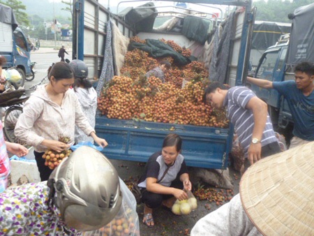 Vải thiều bán buôn tại cửa khẩu quốc tế Lào Cai chỉ có 9.000 đồng/kg - 2 Vải thiều bán buôn tại cửa khẩu quốc tế Lào Cai chỉ có 9.000 đồng/kg