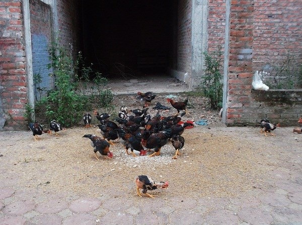 Người dân tận dụng biệt thự bỏ hoang để nuôi gà