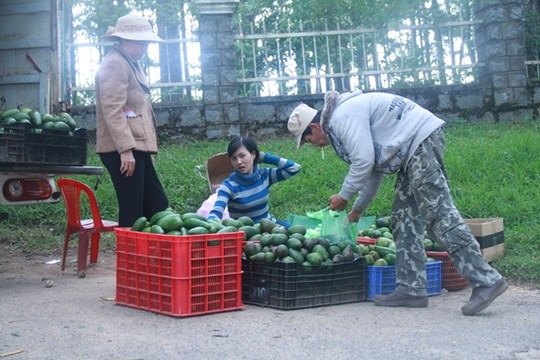 Bơ Lâm Đồng được giá, nông dân mừng ra mặt - 1 Một điểm thu mua bơ tại Đà Lạt