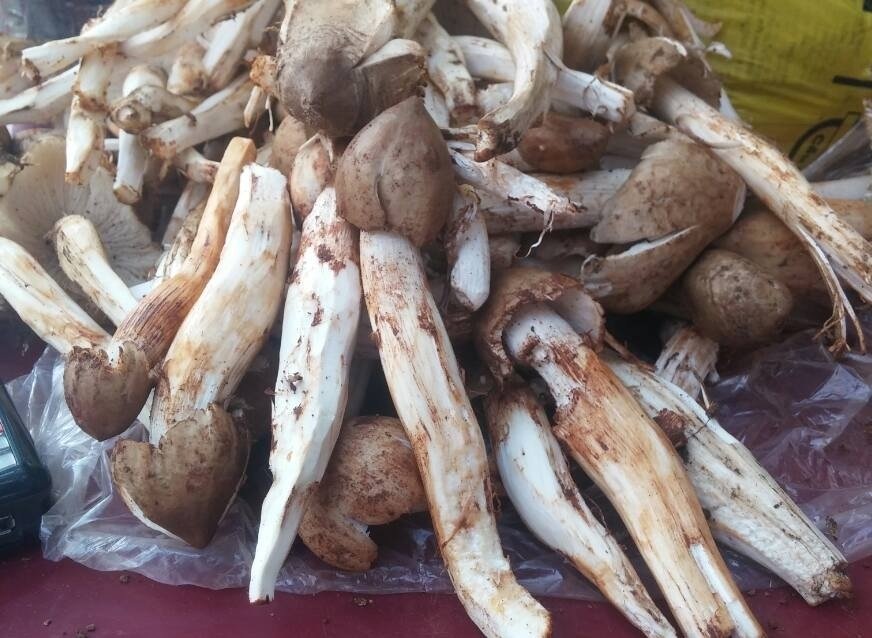 Mặc dù giá lên đến 1 triệu đồng/kg nhưng dân Hà Nội vẫn
tranh nhau mua nấm mối về ăn