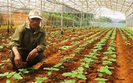 Anh nông dân K'Ho làm giàu nhờ rau củ lạ - 1 Anh Ha Hang bên khu vườn công nghệ cao. Ảnh: Duy Hậu