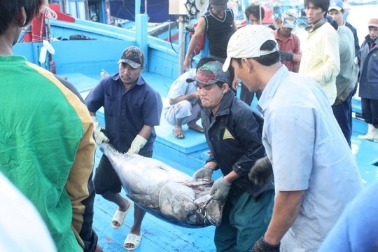 Ôm nợ vì… cá ngừ đại dương - 1 Khai thác, thu mua cá ngừ đại dương ở Khánh Hòa Ảnh: Kỳ Nam