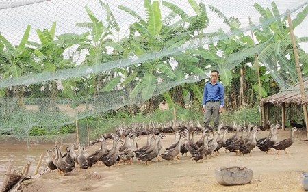 Có 2 bằng đại học, vẫn bỏ việc về quê nuôi lợn, chăn vịt, và... thành tỷ phú - 1 Thời gian tới anh Nhật sẽ mở rộng diện tích nuôi vịt trời.