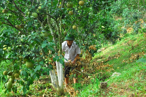 Thu nửa tỷ đồng mỗi năm từ trang trại - 1 Ông Lò Văn Miên chăm
sóc vườn cam.