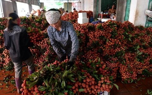 AFP: Trung Quốc đang “làm khó” vải thiều Việt Nam - 1 AFP: Trung Quốc đang “làm khó” vải thiều Việt Nam