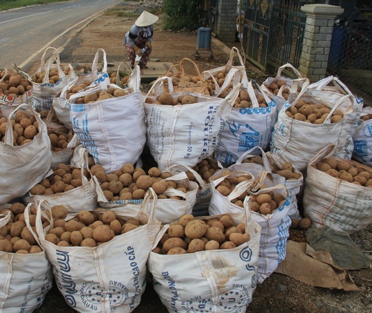 Nông dân trữ khoai tại phường 12, TP Đà Lạt giờ xuất bán với
giá cao