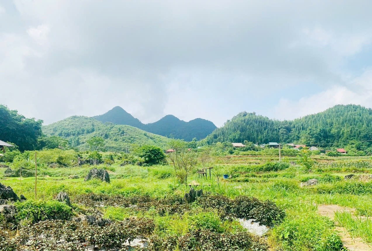 15.8.24 chuyen dat nong nghiep sang dat tho cu.jpg