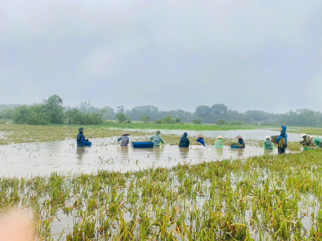 Công tác dựng lúa, gặt lúa tiến hành gấp rút (Ảnh: TĐHN).