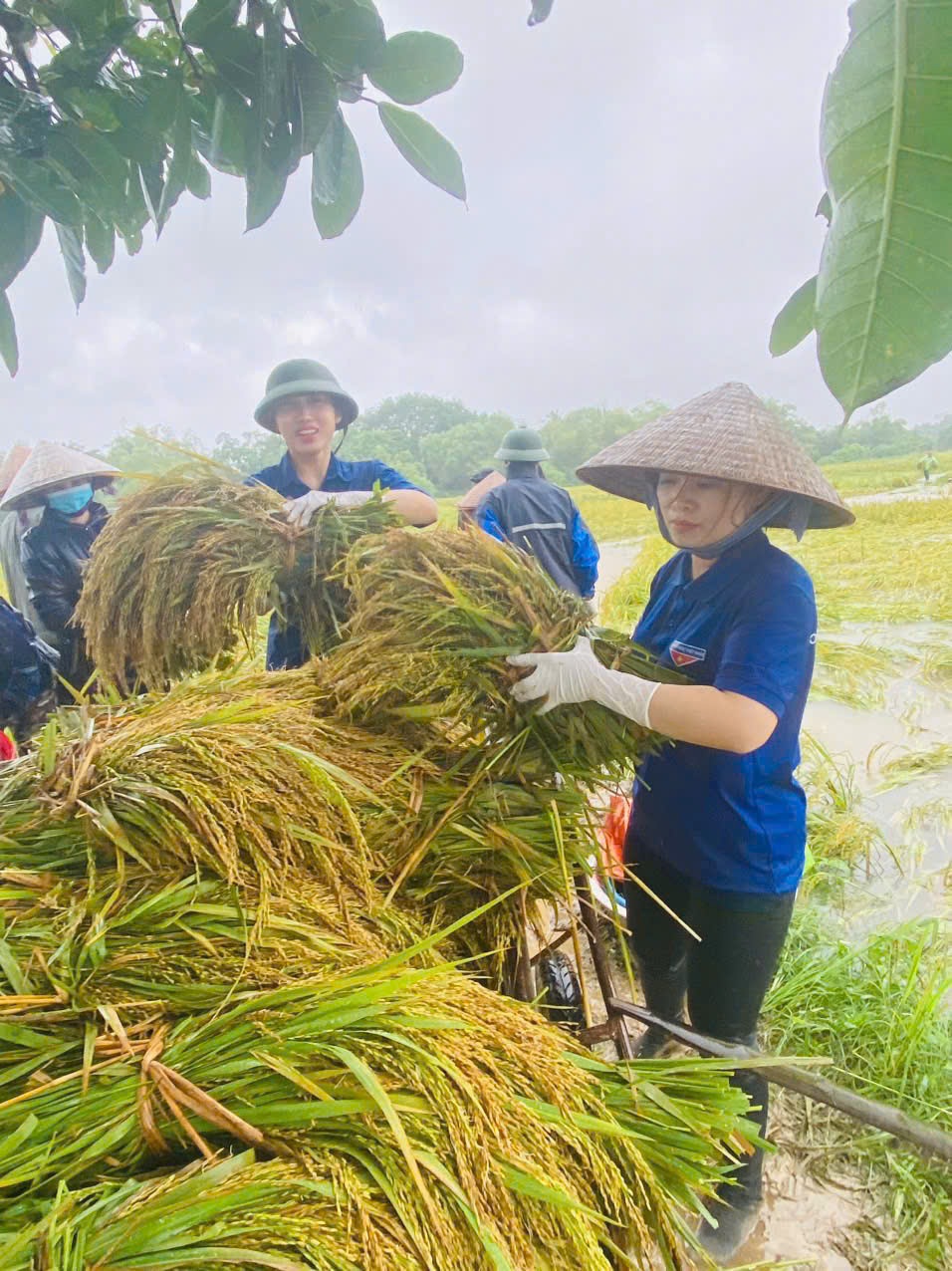 Lúa được gặt sớm chạy lũ ở Thạch Thất (Ảnh: TĐHN).