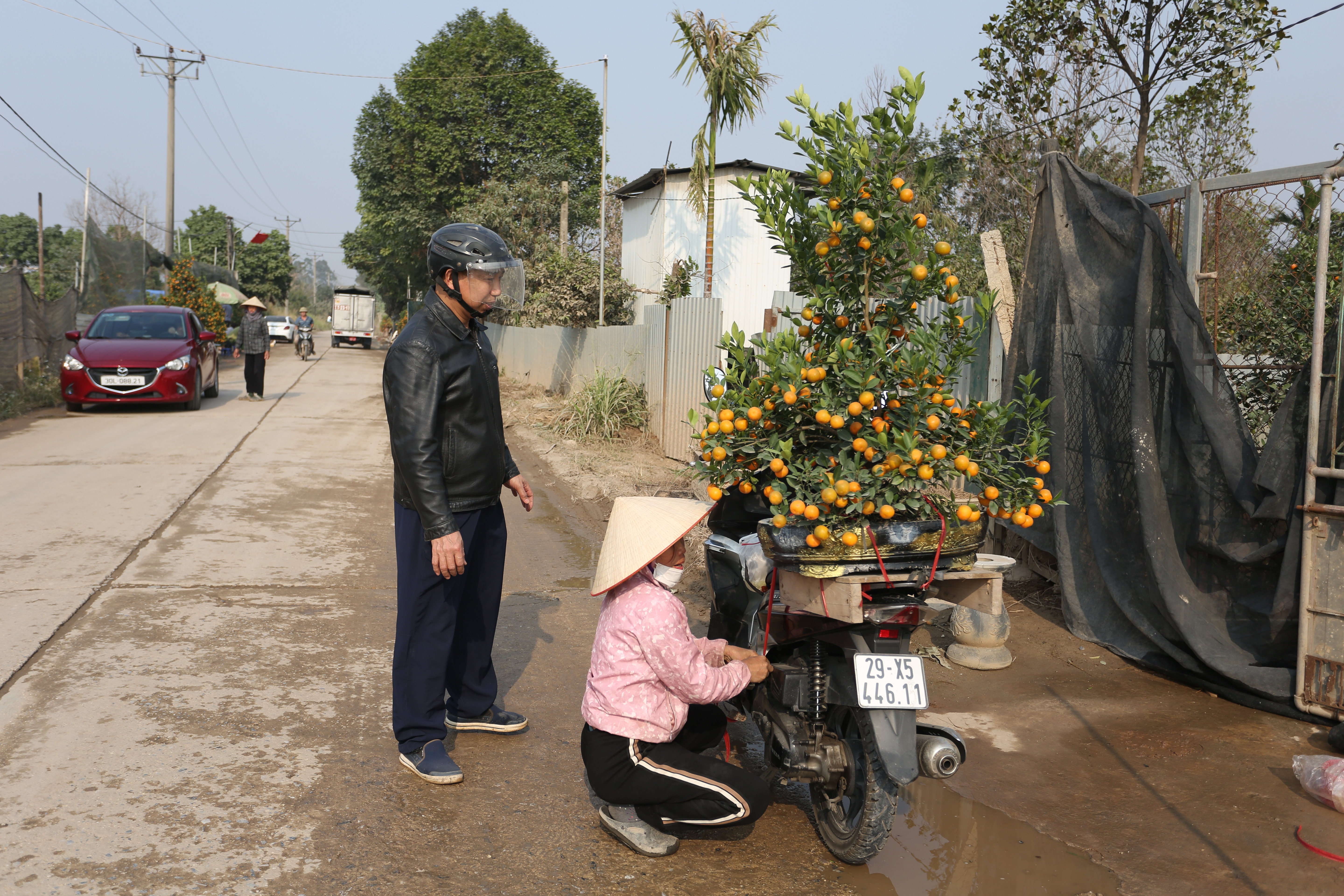View - Dân Sinh - Nỗi buồn của những người nông dân trồng đào, quất | Báo Dân trí