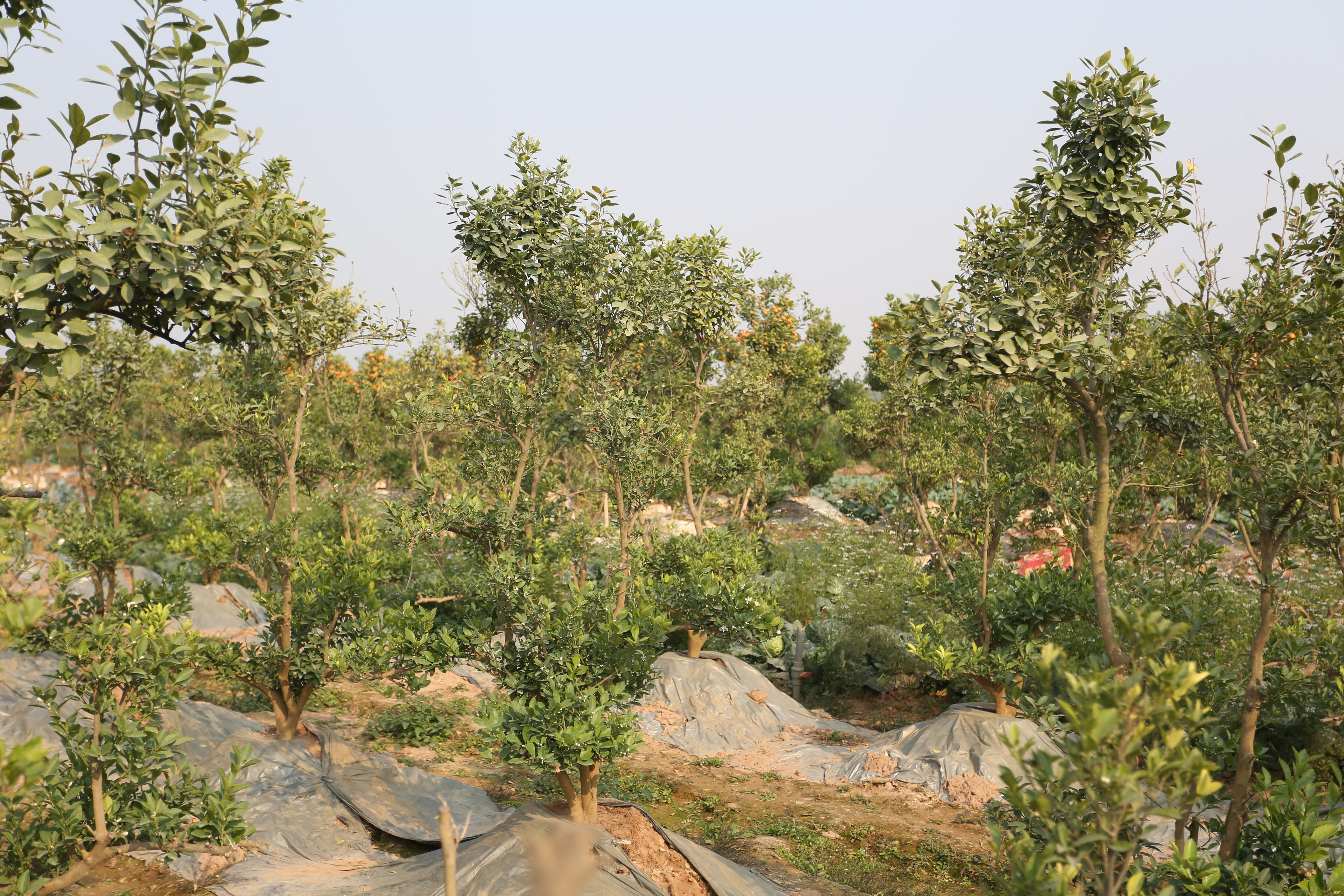 View - Dân Sinh - Nỗi buồn của những người nông dân trồng đào, quất | Báo Dân trí