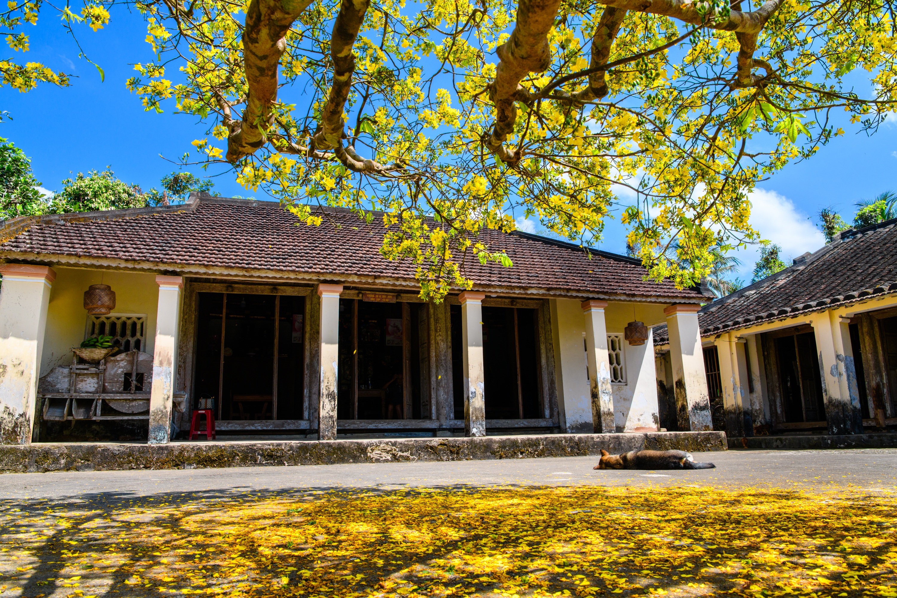 Gallery - Dân Sinh - Mai vàng làng cổ Lộc Yên | Báo Dân trí