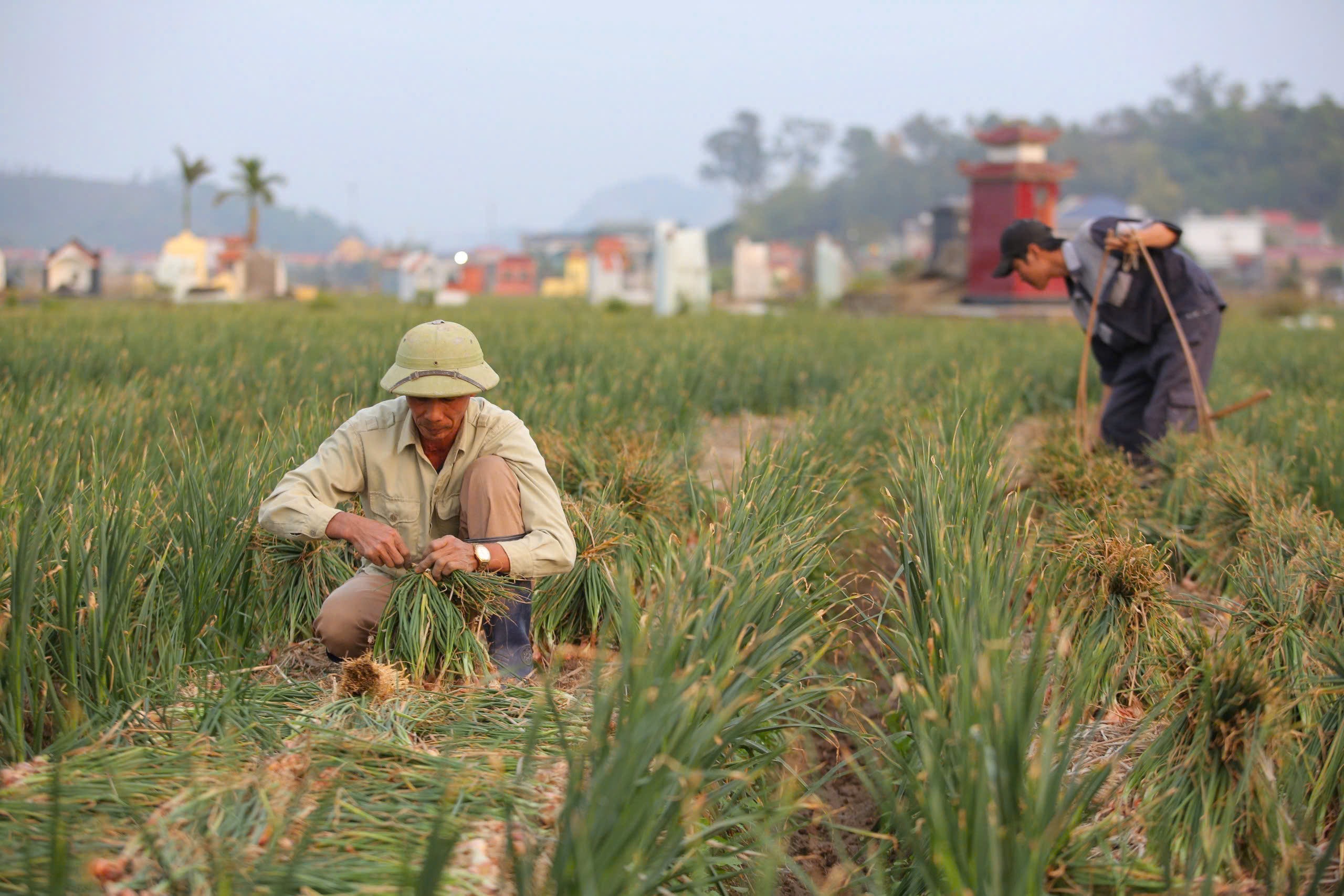 Fermierii din Hai Duong se agită pe câmpuri la începutul noului an - 6 Nông dân Hải Dương rộn ràng xuống đồng đầu năm mới - 6