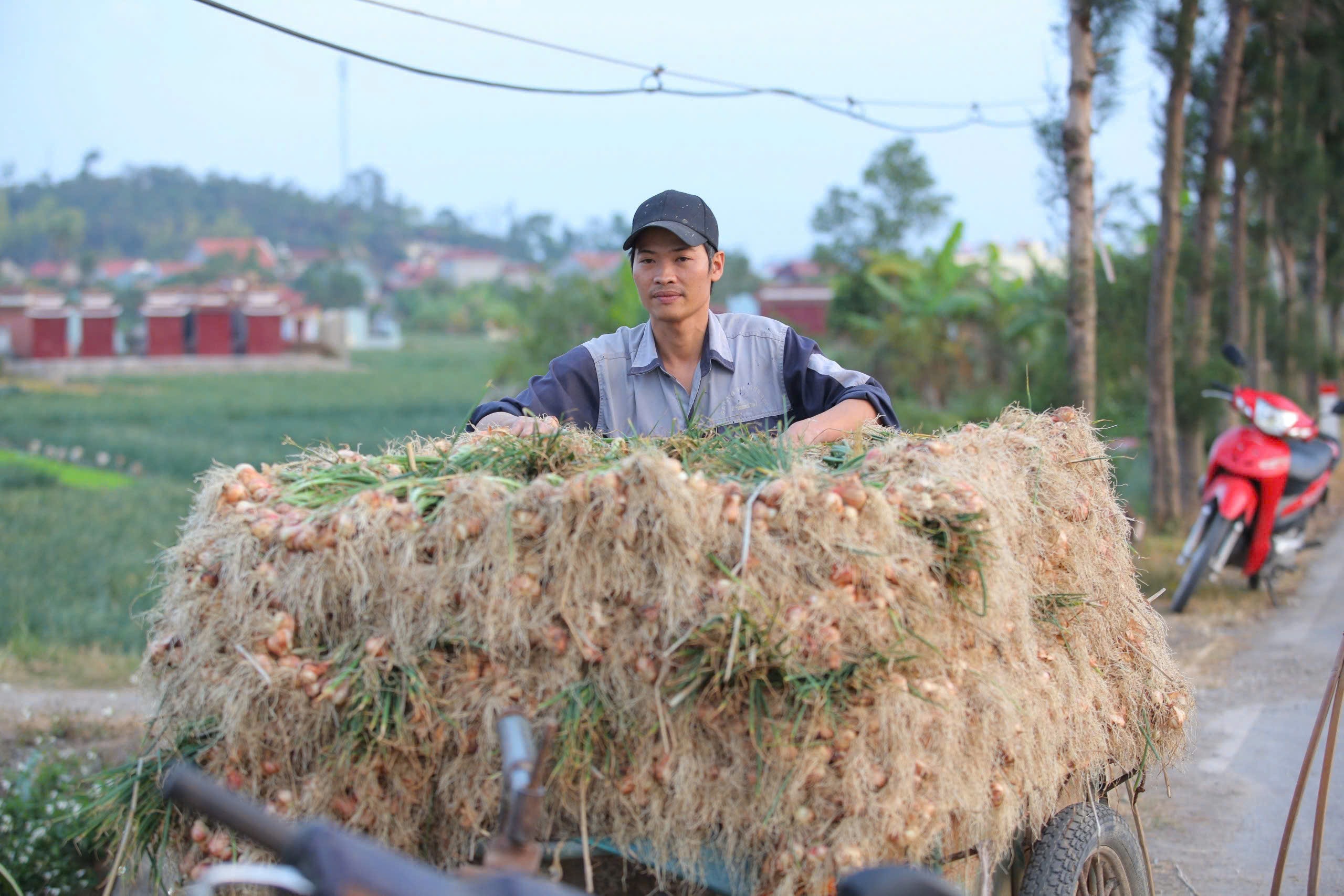 Fermierii din Hai Duong se agită pe câmpuri la începutul noului an - 7 Nông dân Hải Dương rộn ràng xuống đồng đầu năm mới - 7