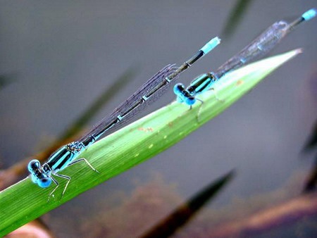 Một loài chuồn kim có cách sinh đẻ lạ thường  - 1