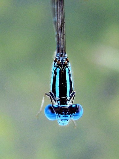 Một loài chuồn kim có cách sinh đẻ lạ thường  - 2