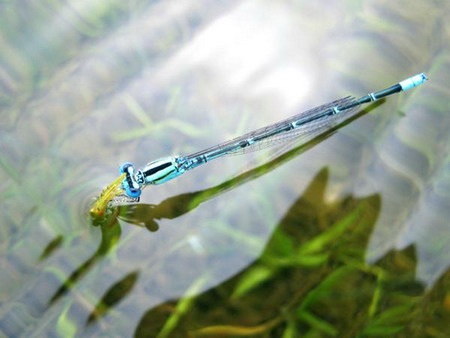 Một loài chuồn kim có cách sinh đẻ lạ thường  - 3