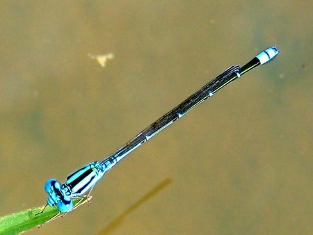 Một loài chuồn kim có cách sinh đẻ lạ thường  - 4