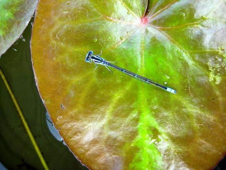 Một loài chuồn kim có cách sinh đẻ lạ thường  - 5