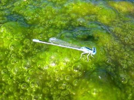 Một loài chuồn kim có cách sinh đẻ lạ thường  - 6