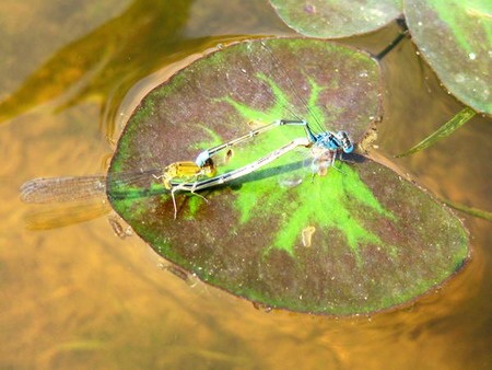 Một loài chuồn kim có cách sinh đẻ lạ thường  - 7