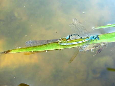 Một loài chuồn kim có cách sinh đẻ lạ thường  - 8