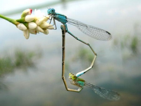 Một loài chuồn kim có cách sinh đẻ lạ thường  - 9