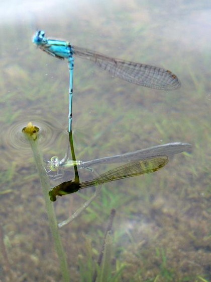 Một loài chuồn kim có cách sinh đẻ lạ thường  - 13