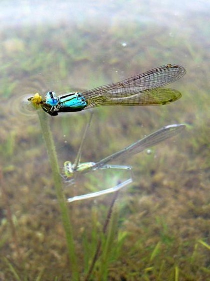 Một loài chuồn kim có cách sinh đẻ lạ thường  - 14