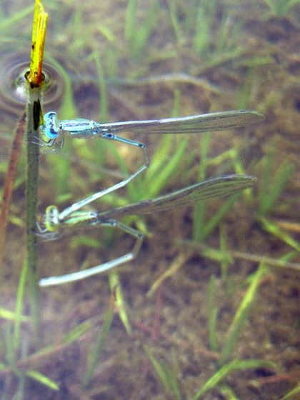 Một loài chuồn kim có cách sinh đẻ lạ thường  - 15