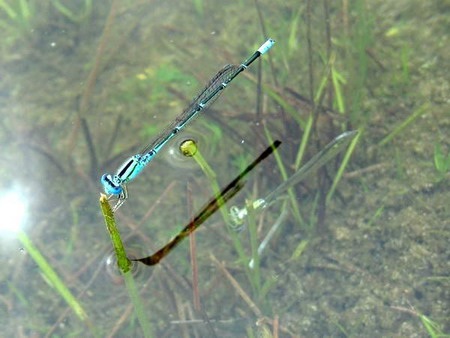 Một loài chuồn kim có cách sinh đẻ lạ thường  - 16