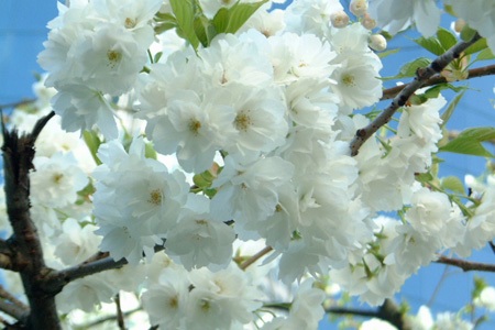 Mai trắng với văn hóa Việt - 1 Mai trắng với văn hóa Việt - 1