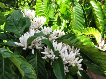 Lên Tây Nguyên xem “trẻ hóa” cà phê già - 1 Lên Tây Nguyên xem “trẻ hóa” cà phê già