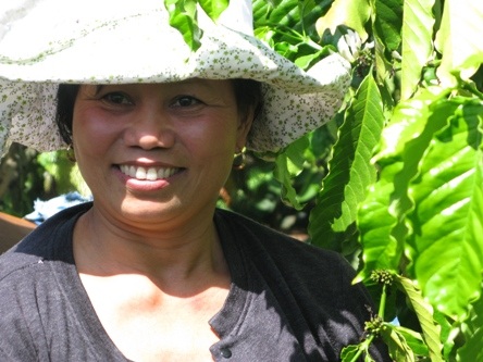 Lên Tây Nguyên xem “trẻ hóa” cà phê già - 2 Lên Tây Nguyên xem “trẻ hóa” cà phê già