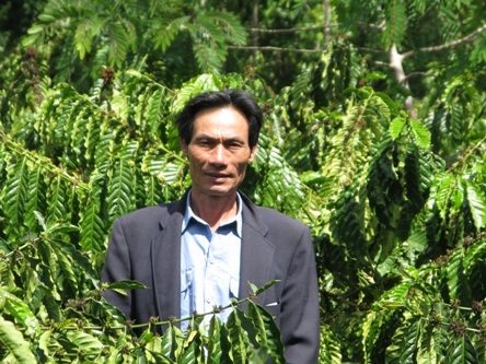 Lên Tây Nguyên xem “trẻ hóa” cà phê già - 3 Lên Tây Nguyên xem “trẻ hóa” cà phê già