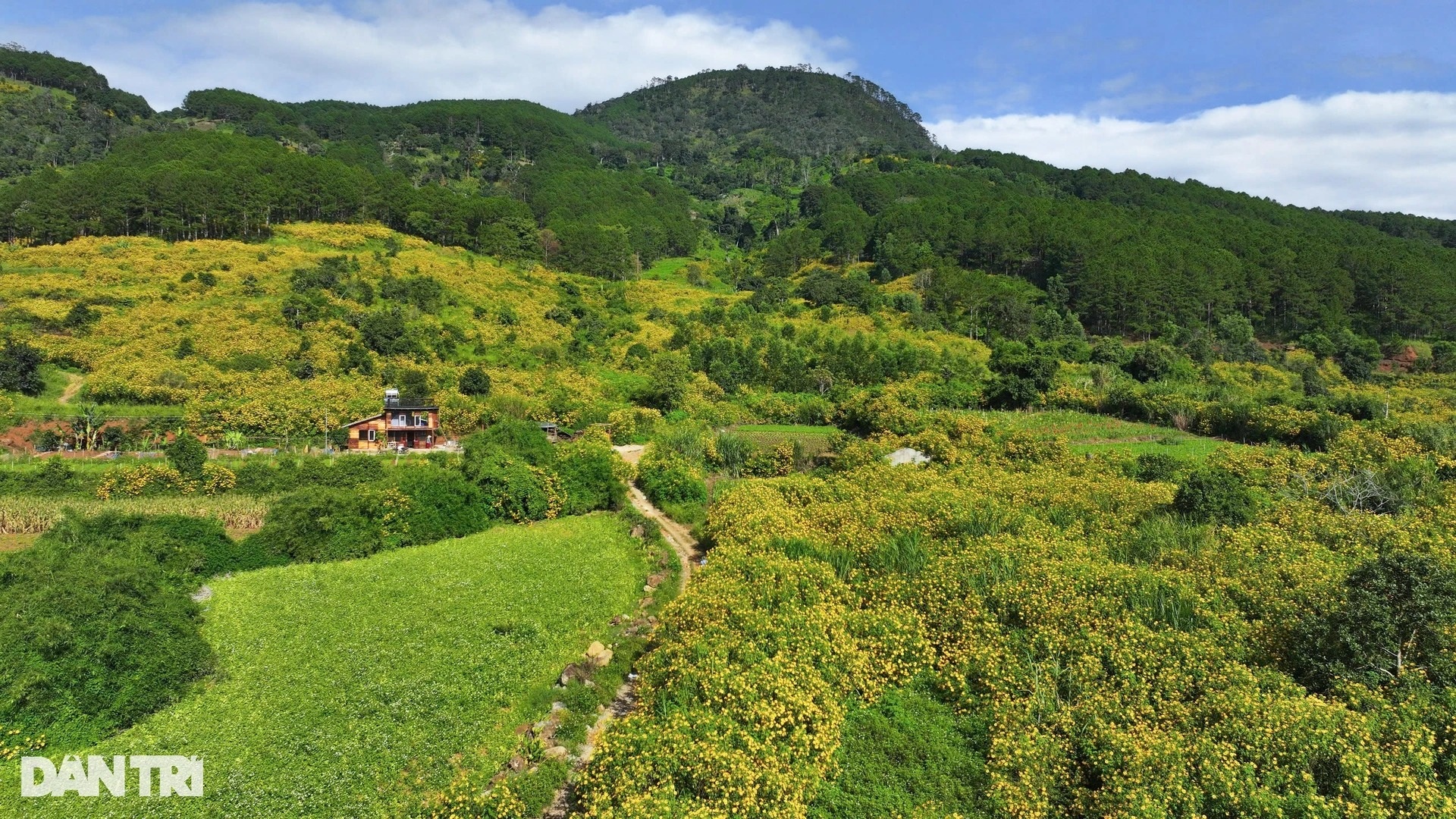 Wild sunflower season in Da Lat - 4