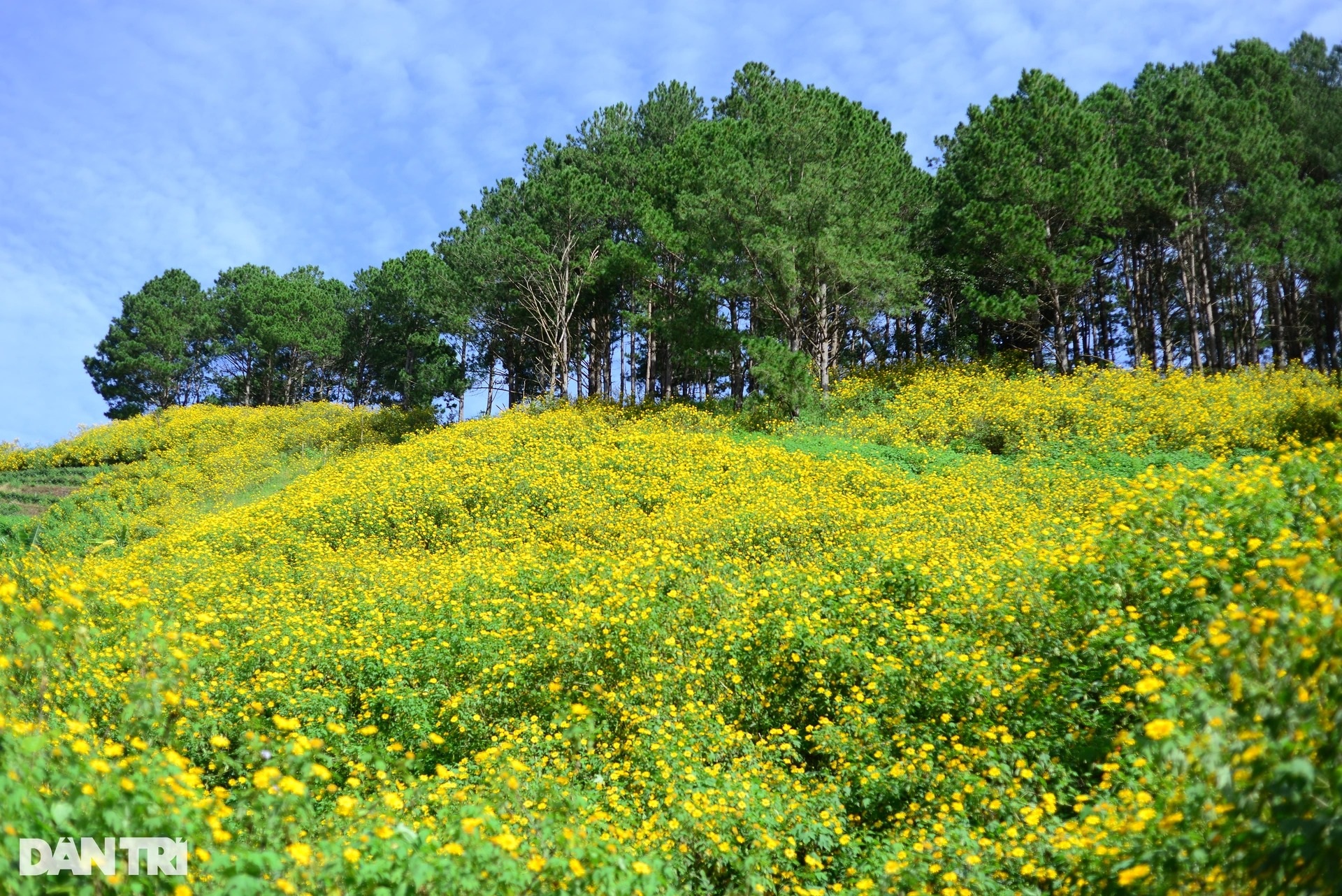 View - Wild sunflower season in Da Lat