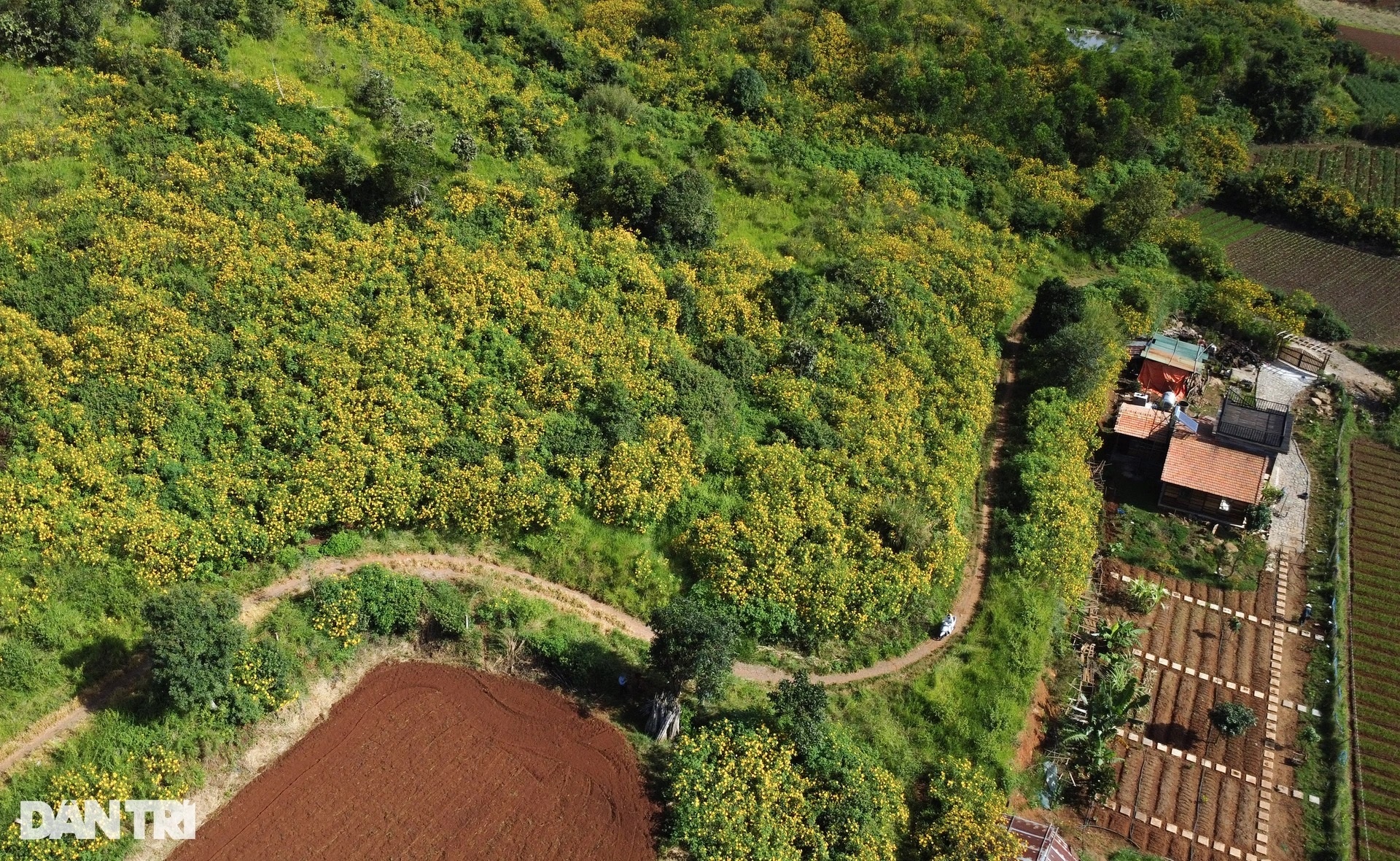 View - Wild sunflower season in Da Lat