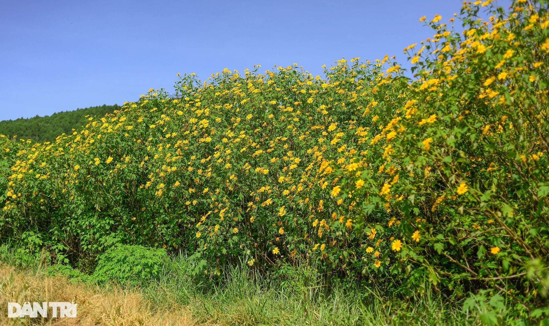 View - Wild sunflower season in Da Lat