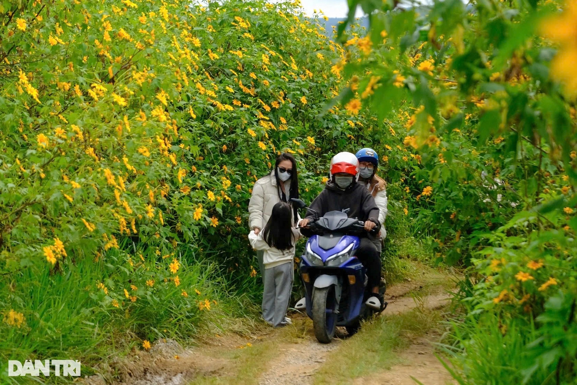 View - Wild sunflower season in Da Lat