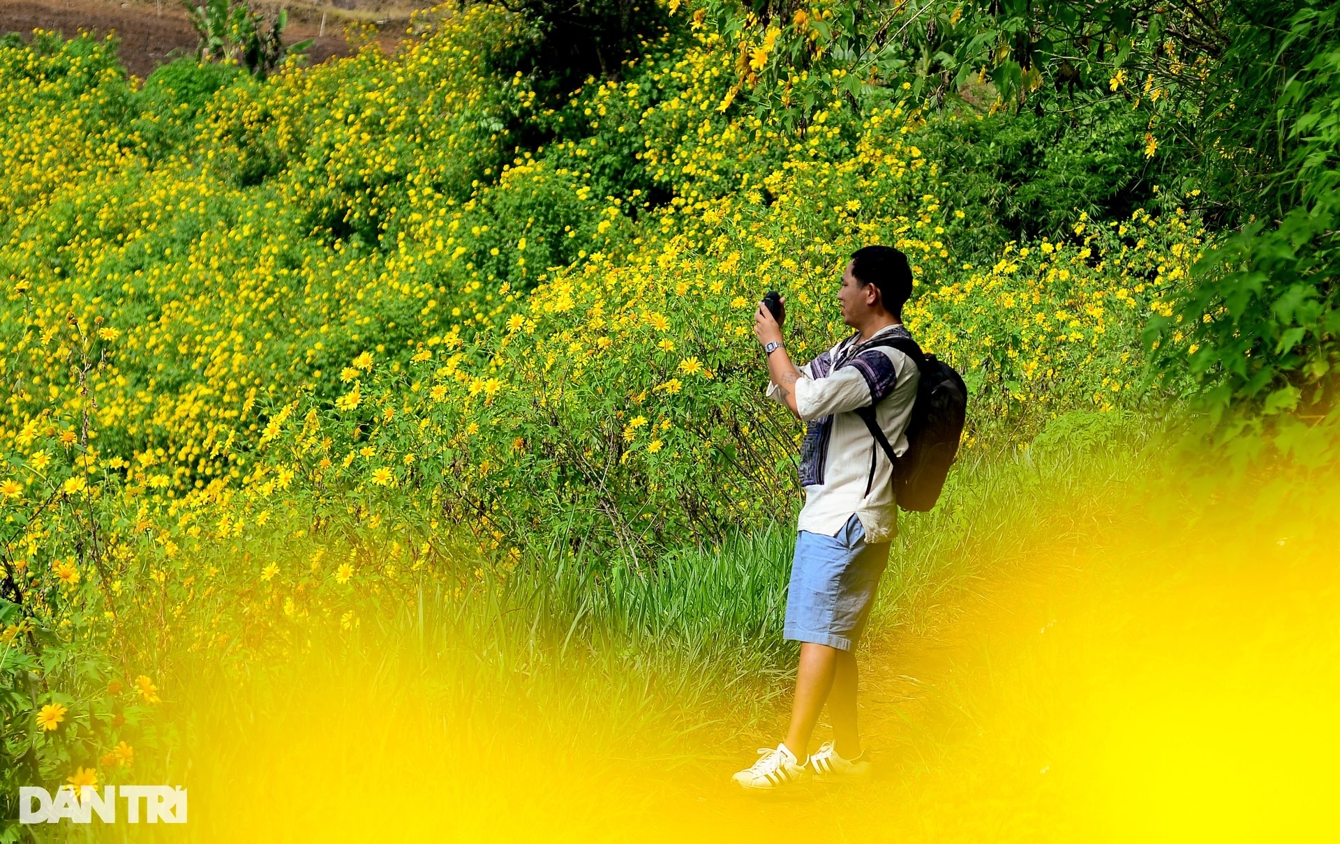 View - Wild sunflower season in Da Lat