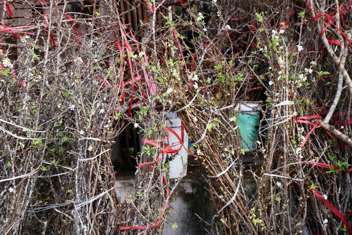 Gallery - Early arrival of plum flowers for Tet decorations in Hanoi