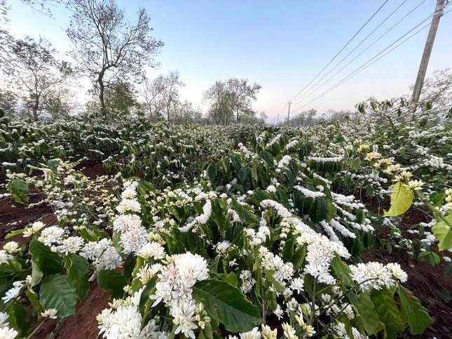 Gallery - Coffee flowers start blooming in Dak Lak