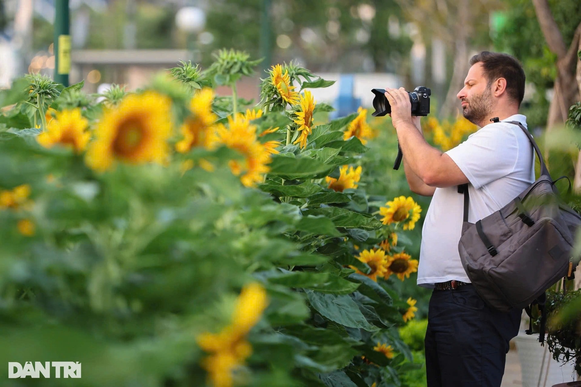 View - Sunflower field by Saigon River attracts visitors