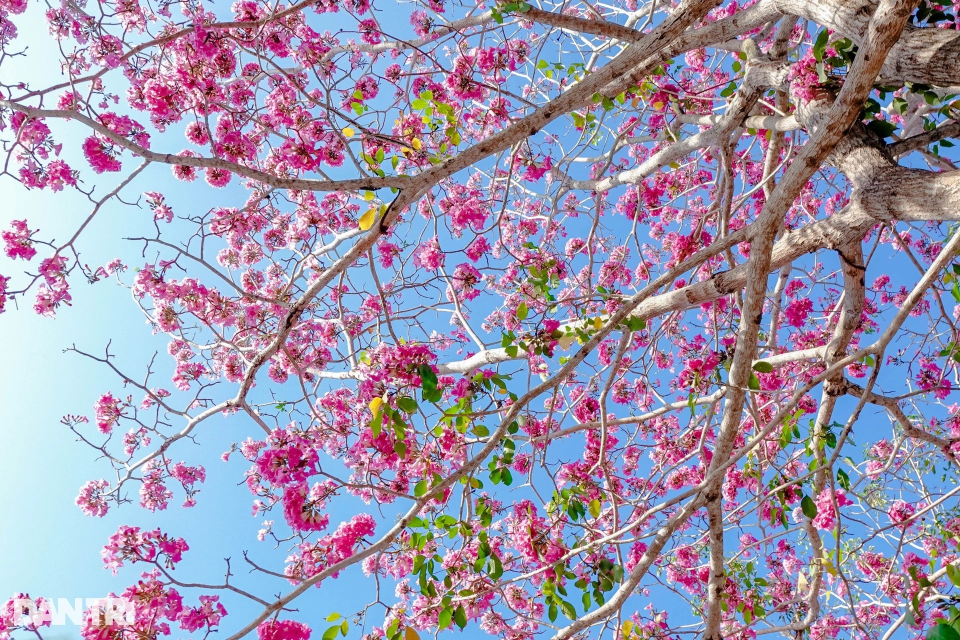View - Pink trumpet flowers bloom on southwestern road