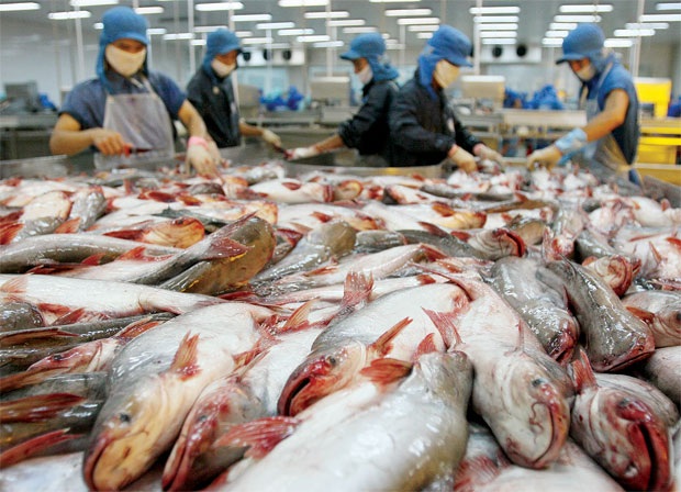 EU lại "rút thẻ vàng" với thuỷ sản Việt Nam - 1 (Ảnh minh hoạ).