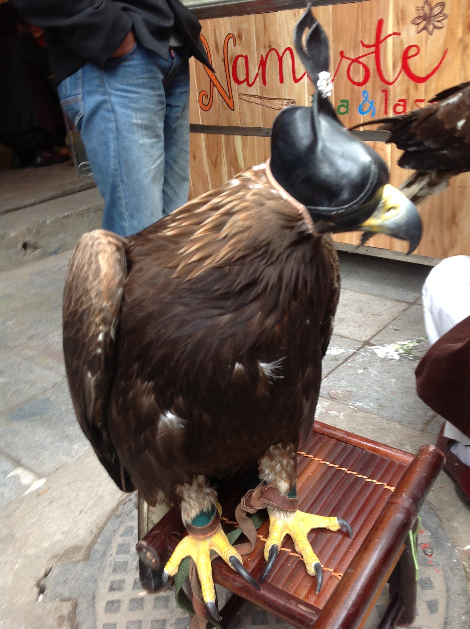 Theo anh Hà, ở Việt Nam hiện chỉ có 5 con đại bàng vàng Mông Cổ.