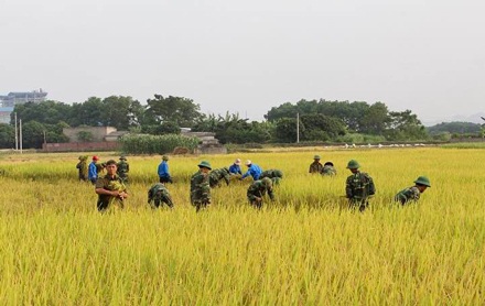 Cùng với các chiến sĩ, lực lượng thanh niên tình nguyện cũng xuống đồng giúp dân gặt lúa.