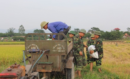 Lực lượng quân đội giúp dân gặt lúa chạy đua với bão số 7. (Ảnh, Thu Trang).
